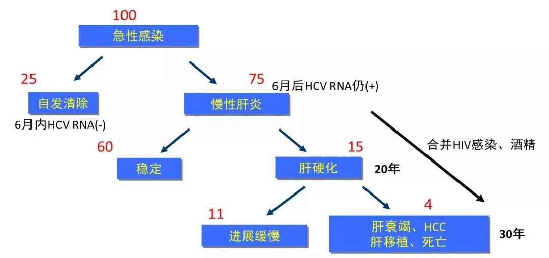 HCV感染自然進程示意圖